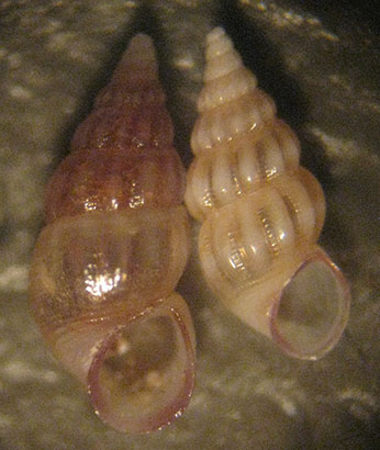 Rissoa similis e guerinii maltesi